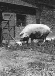 Zuchtsau mit ihren Ferkeln im Schweinehof 1952